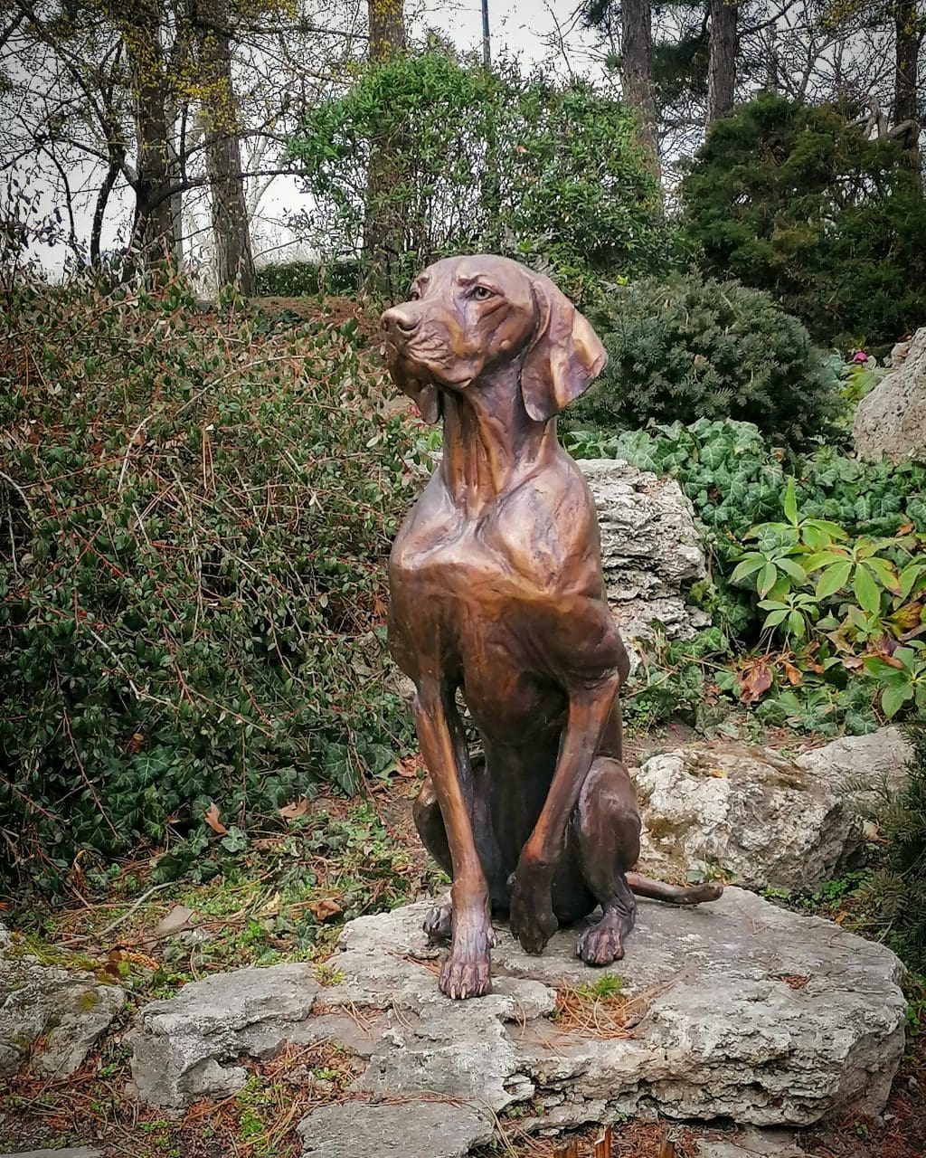 Hungarian Vizsla Bronze statue